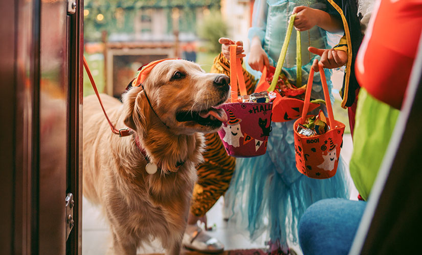 Golden Retriever goes trick-or-treating with costumed children holding Halloween candy buckets at an open door.