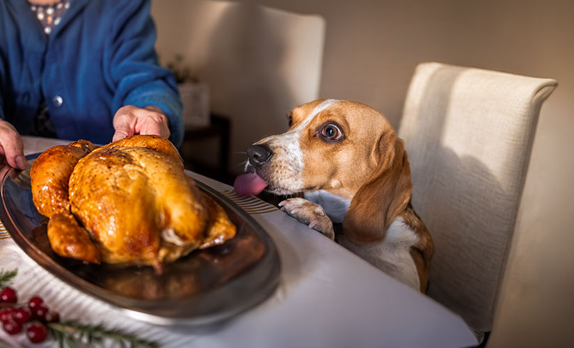 A beagle eagerly eyes a roasted turkey on a holiday dinner table while a person serves the meal.