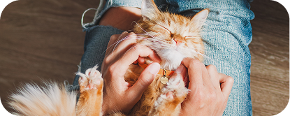 An orange cat lies on a person's lap while being gently scratched.