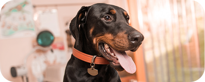 Doberman wearing a collar and ID tag indoors.