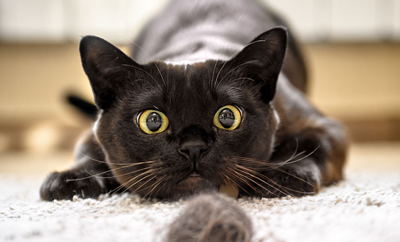 Black cat crouched on a carpet, staring at a hairball in the foreground.