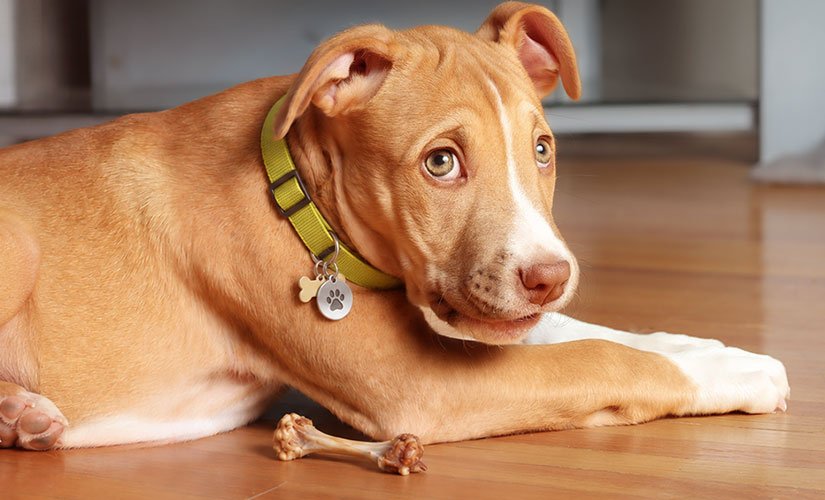 A pit bull puppy resting on a hardwood floor with a chicken bone nearby, illustrating a common pet safety hazard.