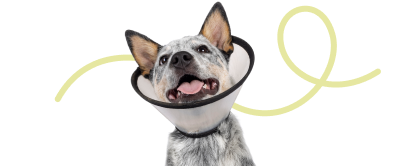 Blue Heeler wearing a recovery cone with a green decorative loop graphic in the background
