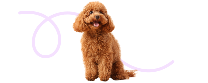 Red Poodle sitting with a decorative purple loop graphic.
