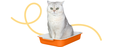 A silver British Shorthair cat sits in an orange litter box with a yellow decorative swirl graphic behind it.