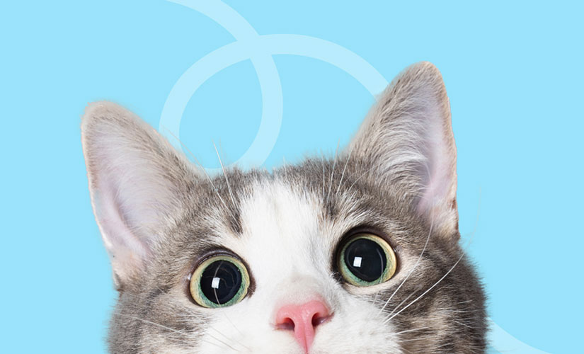Domestic shorthair cat peeking up from the bottom of a light blue background with a decorative looping graphic.