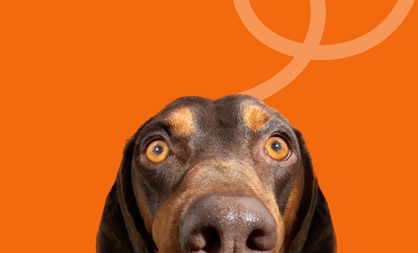 Close-up of a Doberman Pinscher peeking up from the bottom of an orange background with a decorative looping graphic