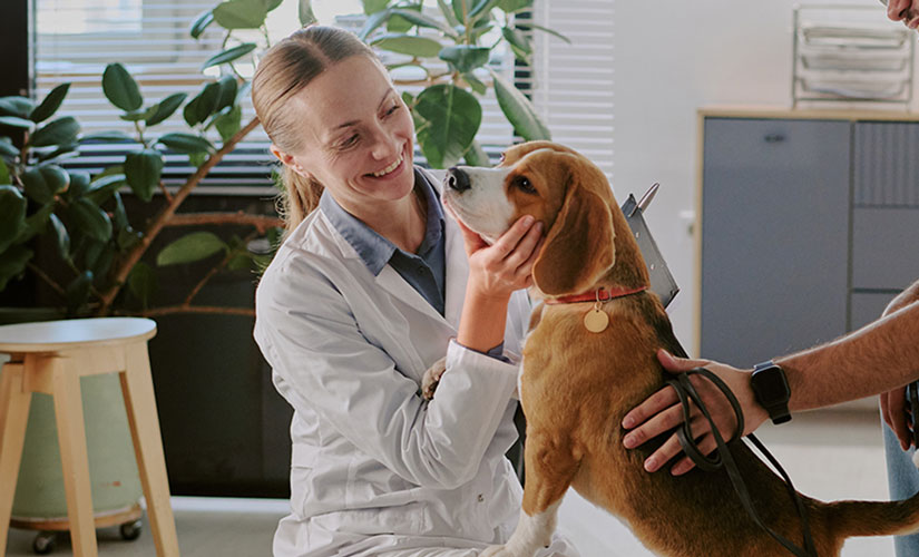 Veterinarian smiles while examining a Beagle as his owner stands nearby.