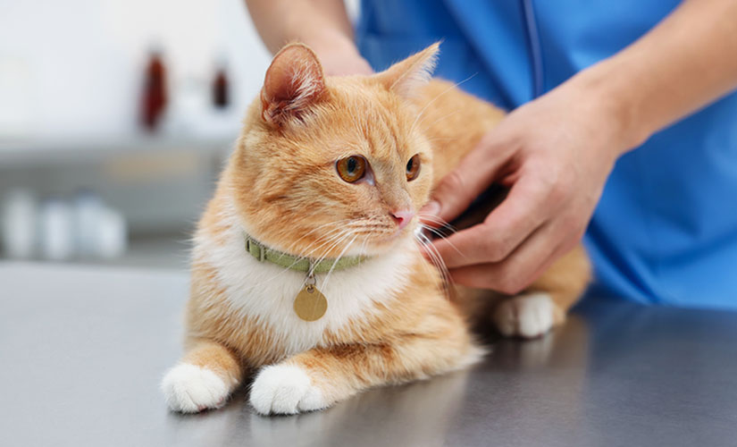 Orange-and-white cat wearing a collar and ID tag during a veterinary exam.