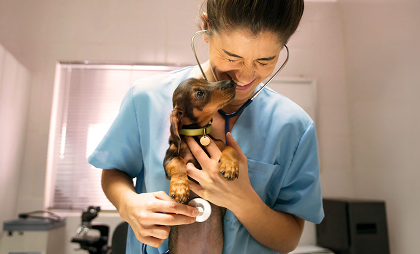Veterinarian smiles as she examines a Dachshund puppy with a stethoscope.