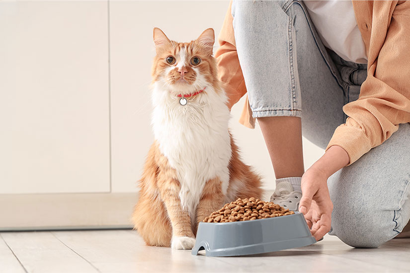 A woman places a bowl of dry food in front of an orange-and-white cat.