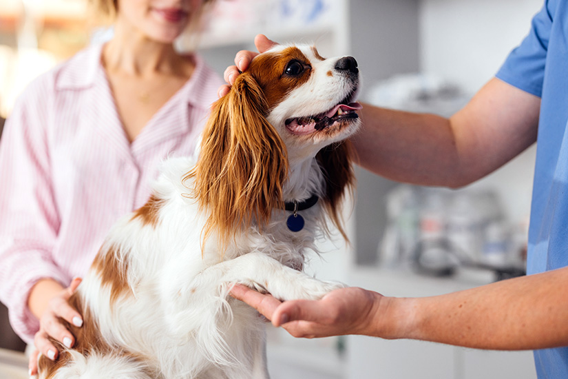 A Blenheim Cavalier King Charles Spaniel is examined by a vet while their owner pets their back.