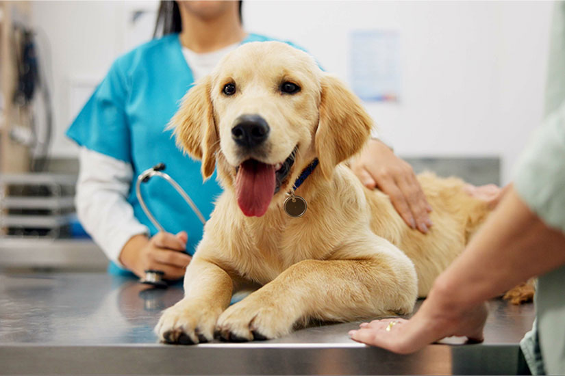 A golden retriever puppy lies on an examination table at a veterinary clinic while a veterinary professional in blue scrubs and a pet owner stand nearby.