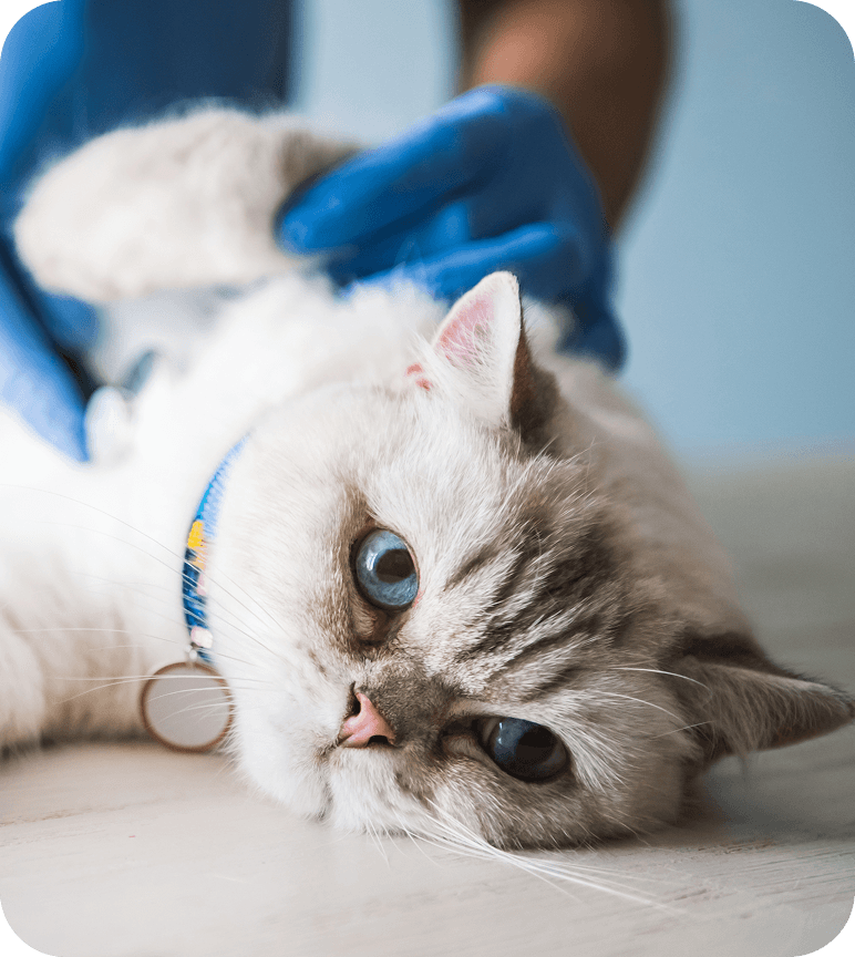 A Ragdoll cat lies on its side during a veterinary examination.