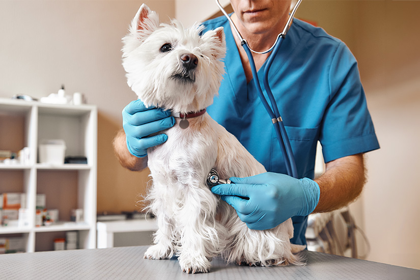 A veterinarian examines a West Highland White Terrier with a stethoscope during a checkup.