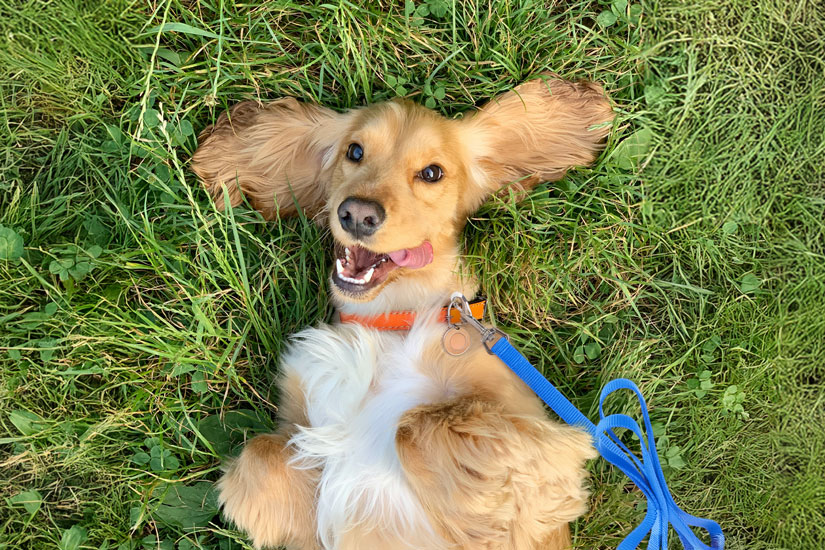 A happy golden spaniel lying on its back in green grass, looking up with its tongue out.