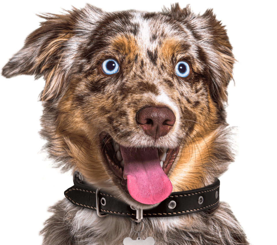 AccidentOnly Pet Insurance ASPCA® Pet Health Insurance