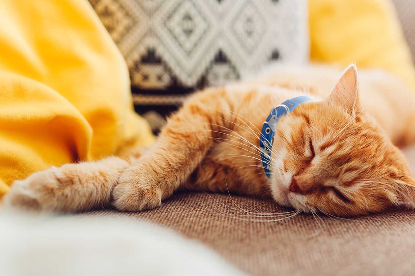 AccidentOnly Pet Insurance ASPCA® Pet Health Insurance