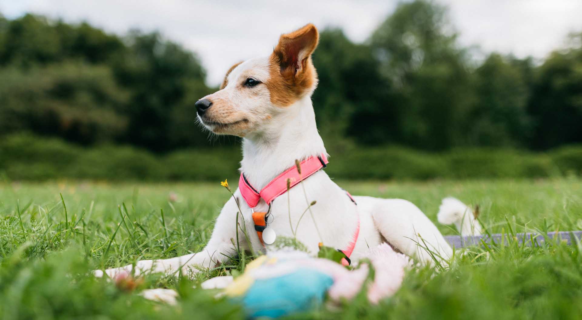 AccidentOnly Pet Insurance ASPCA® Pet Health Insurance