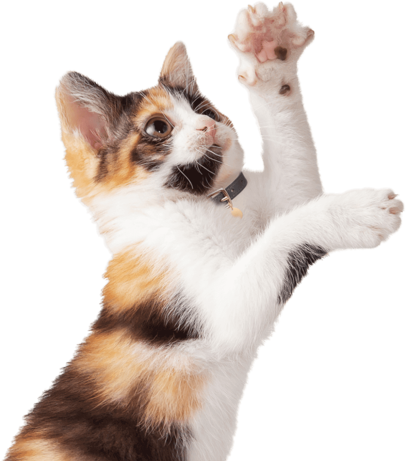 Pet Insurance For Behavioral Problems | ASPCA® Pet Health Insurance