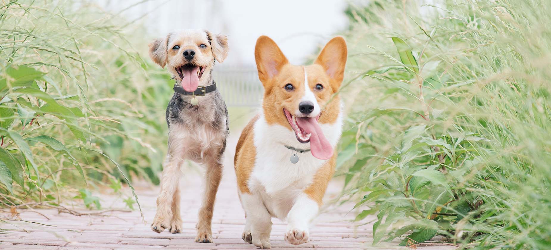 Pet Insurance For Dental Care ASPCA® Pet Health Insurance