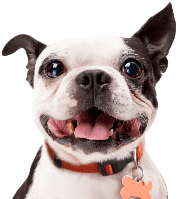 Pet Insurance and Preexisting Conditions ASPCA® Pet Health Insurance