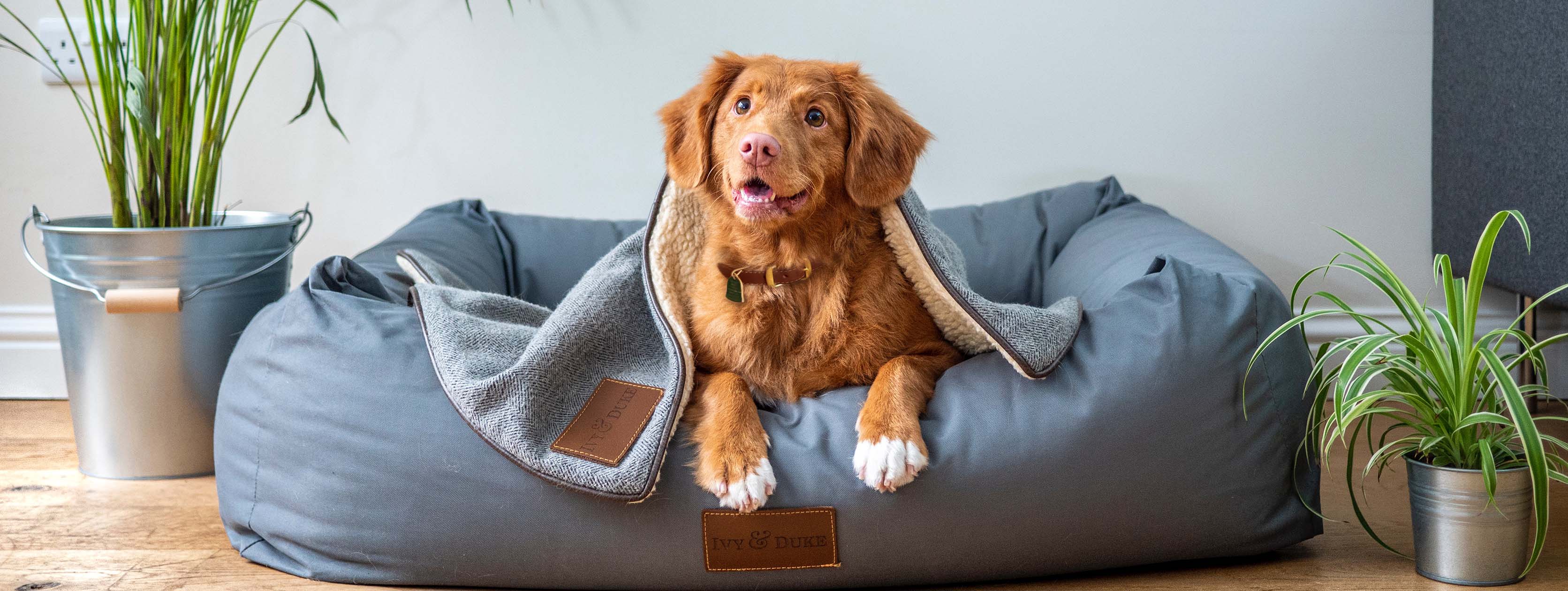 Pet Insurance and Preexisting Conditions ASPCA® Pet Health Insurance