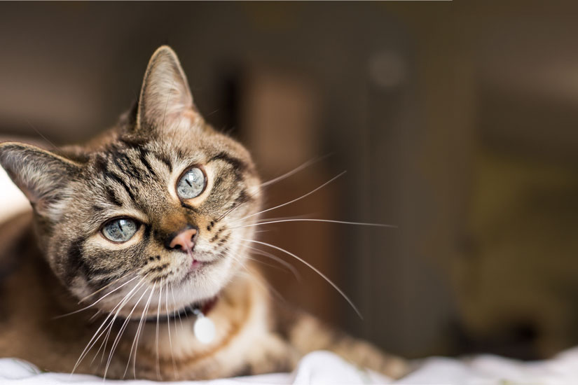 Insurance for Senior Cats | ASPCA® Pet Health Insurance