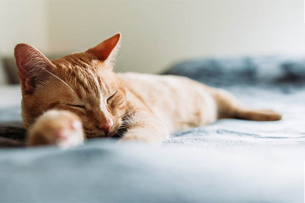 cat with orange fur sleeping