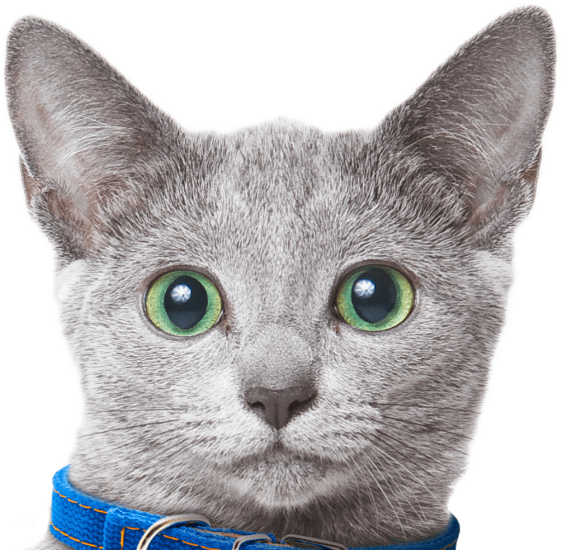 What Does Pet Insurance Cover? ASPCA® Pet Health Insurance