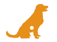 Pet Insurance for Dogs and Cats – Cash Back On Vet Bills