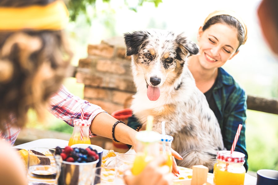 young people millennials with cute dog having fun together outdoors at garden party