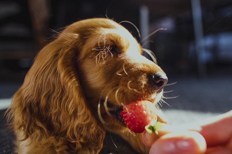 Pomeranian receiving a strawberry