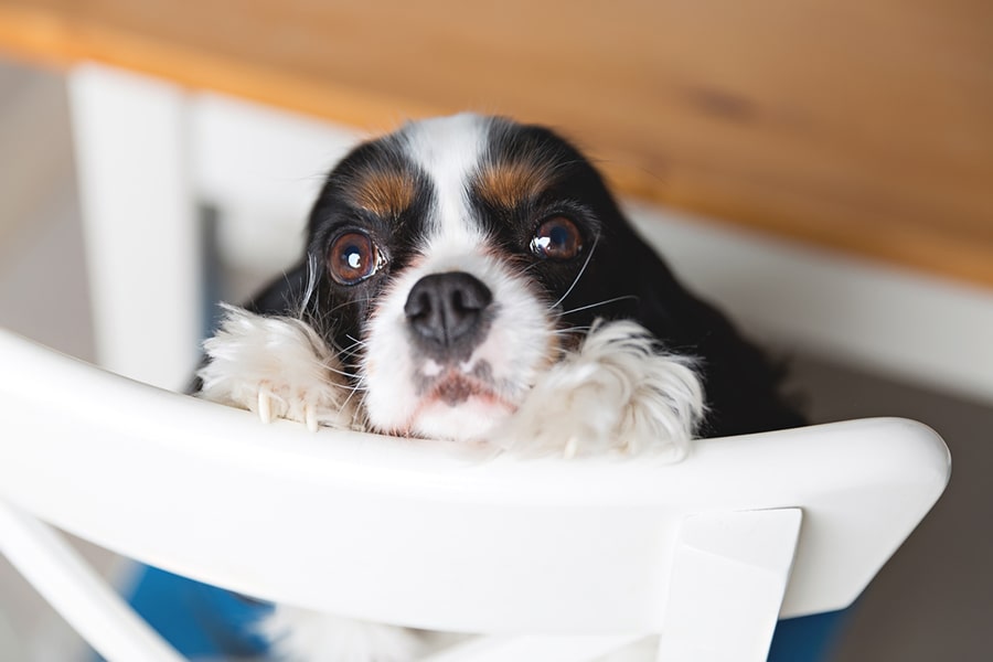 cavalier spaniel begging on a white chair