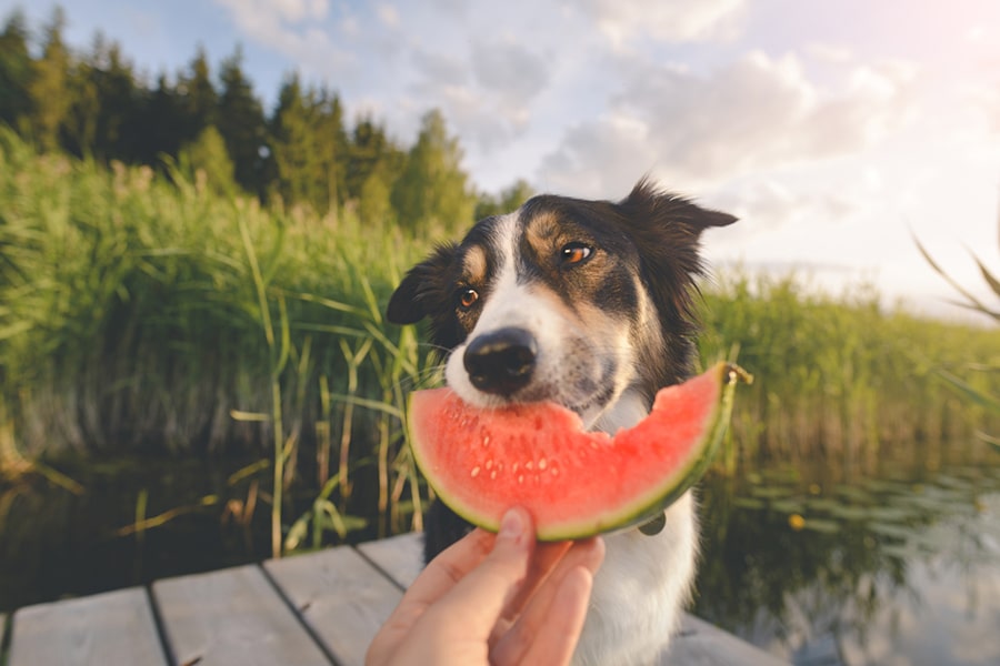 what fruits can dogs have