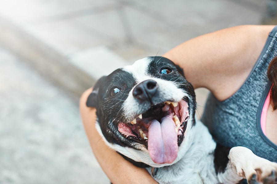 happy black and white pitbull terrier with its tongue out while resting in the arms of its owner
