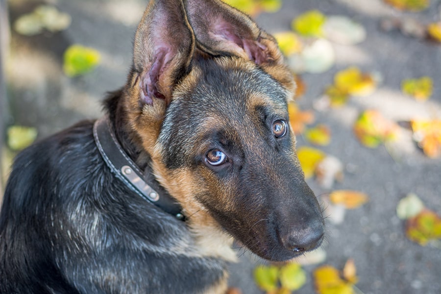 german shepherd looking sad while sitting on the sidewalk 