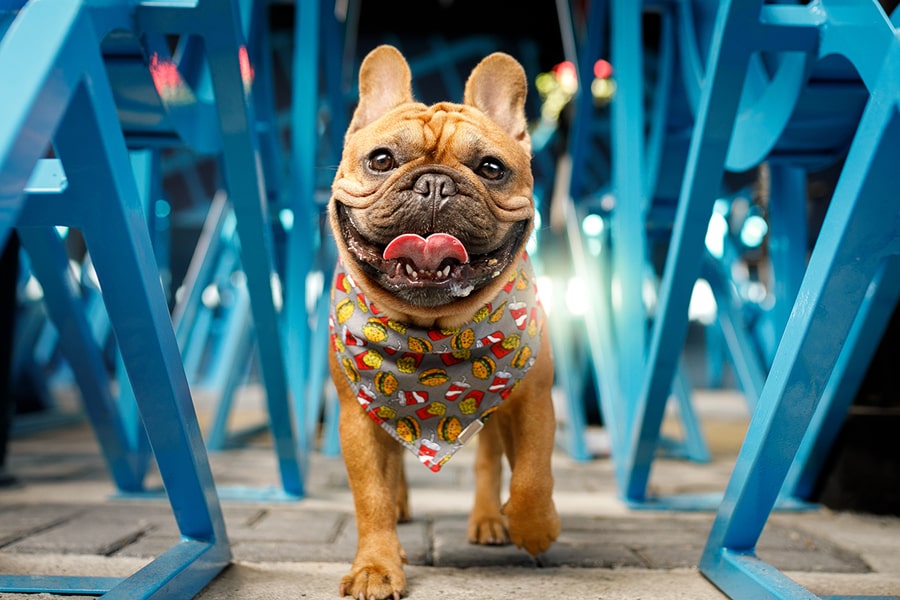 French bulldog with hamburger bandana walking on a sidewalk