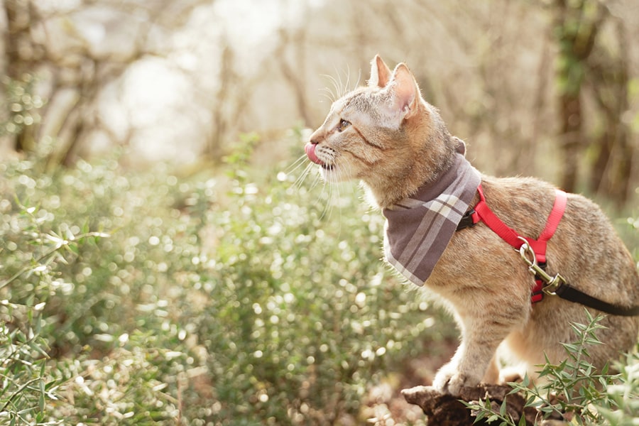 Curious domestic cat of ginger color on a leash walking in summer forest