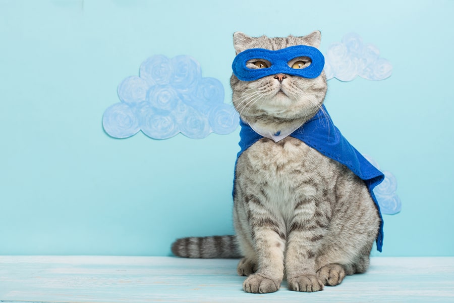 Scottish fold cat dressed like a superhero in a blue mask and cape