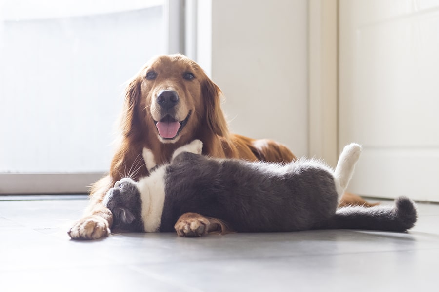 Can Dogs and Cats Get Along?