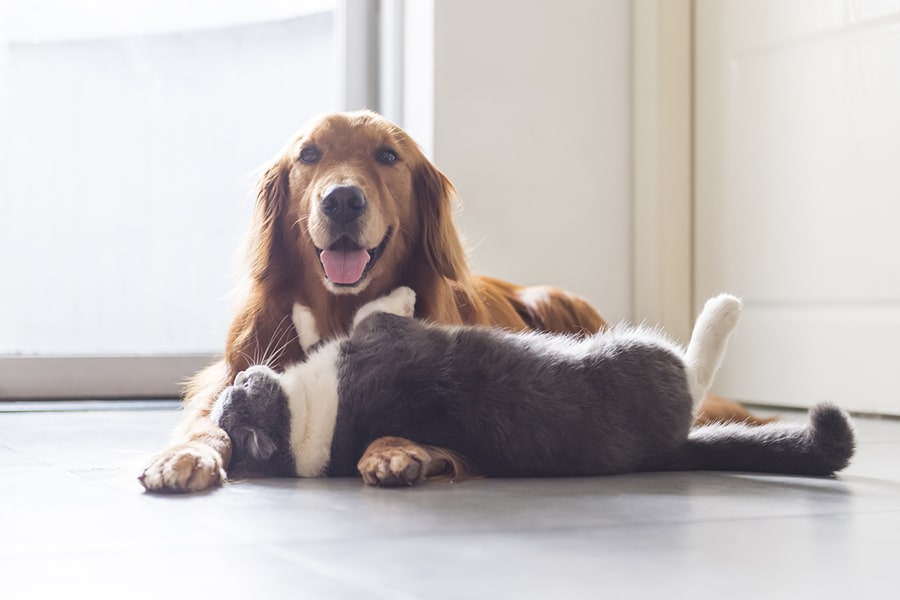 golden retriever and british shorthair cat cuddling on kitchen floor