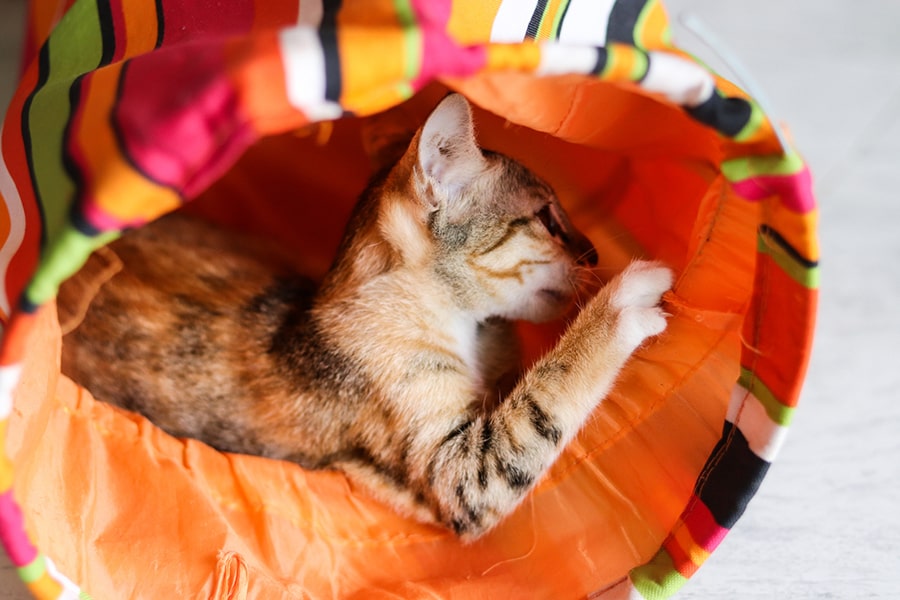 calico kitten playing in an orange toy tunnel at home