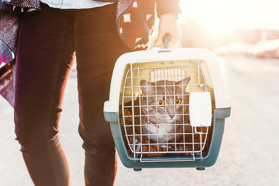 cat in a green and white carrier on the way to a veterinary appointment