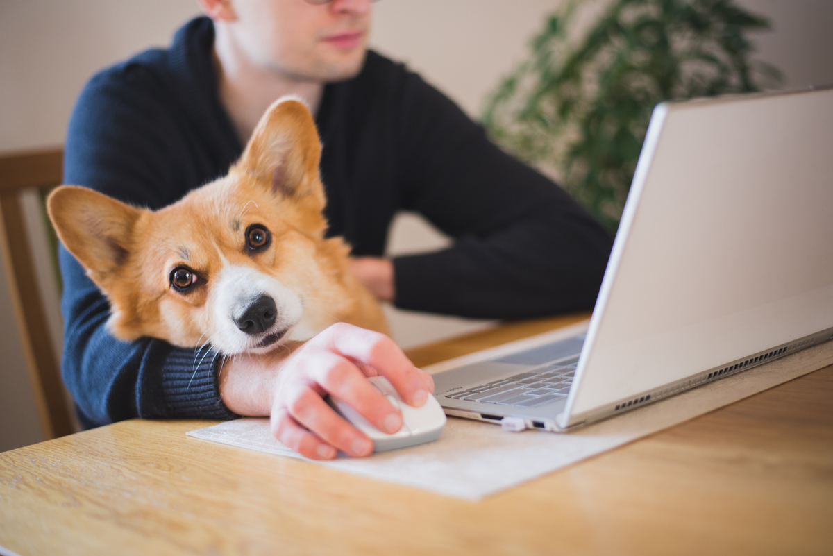 Dog resting head on computer
